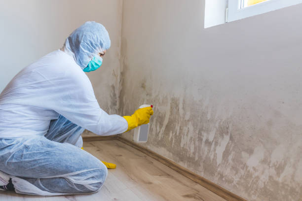 Licensed Mold Remediation service in Spring House, PA - WQB Mold Removal